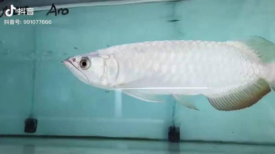 龍華龍魚市場有哪些品種，龍華龍魚市場在哪里