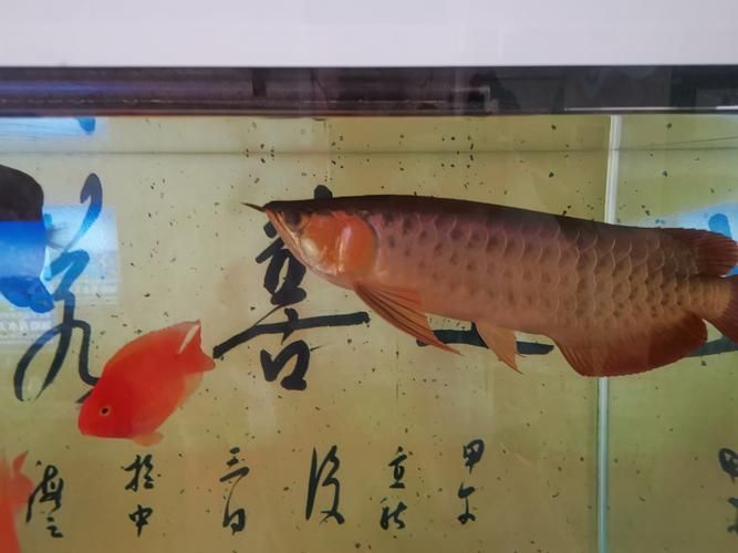 紅龍蒙眼最怕三個東西圖片，紅龍蒙眼最怕三個東西