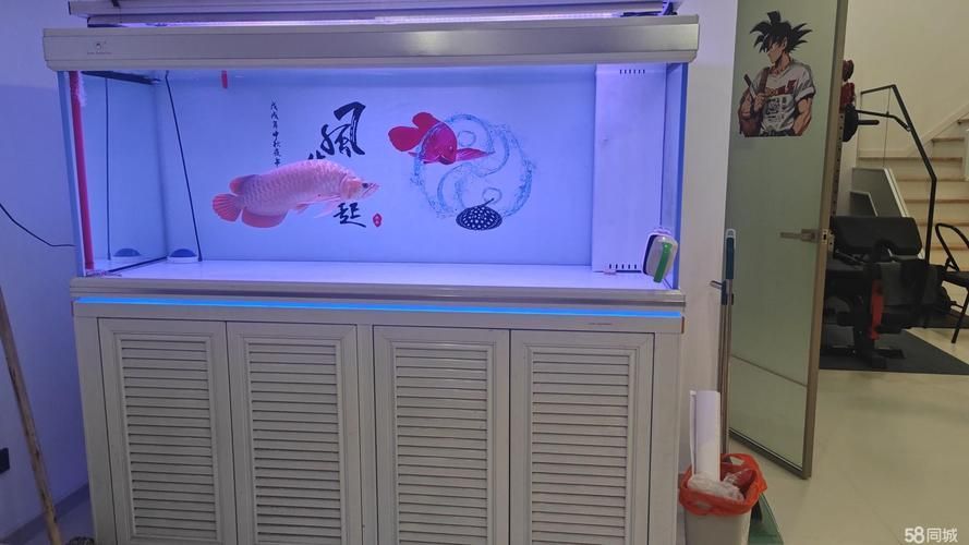 有沒有龍魚缸尺寸推薦的工具？