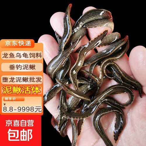 龍魚餌料的價格范圍是多少？，龍魚餌料價格從3.5元到50元以上，龍魚餌料價格更具優勢