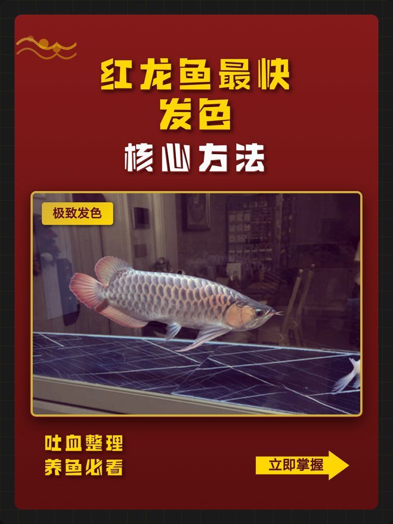 紅龍發色所需工具清單，紅龍魚發色所需工具清單