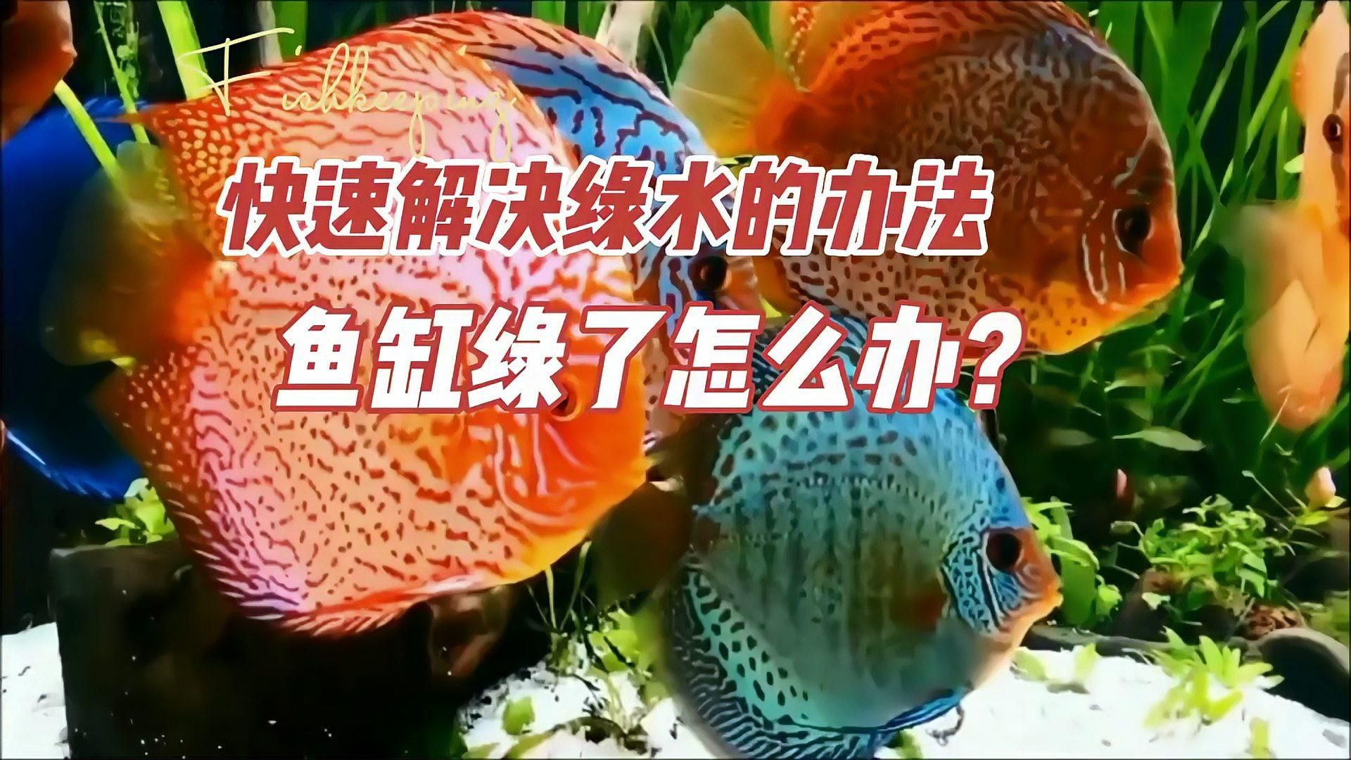 魚缸水變綠后，多久會恢復正常？，魚缸水變綠后多久恢復正常，5個小技巧告訴你怎么解決