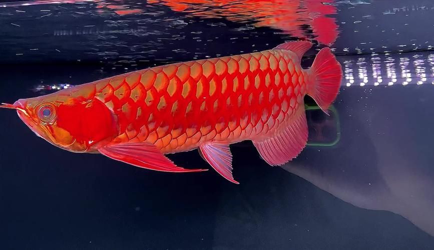 祥龍魚場的細線銀版魚價格是多少？，如何辨別祥龍魚場龍魚的真偽？