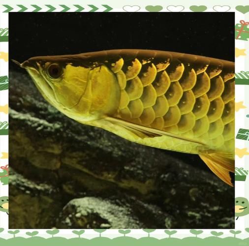 子長龍魚的市場走勢如何，子長龍魚市場走勢如何