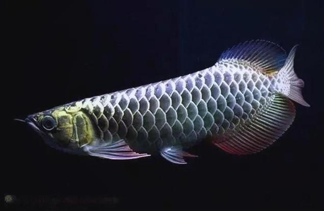 子長龍魚的市場走勢如何，子長龍魚市場走勢如何