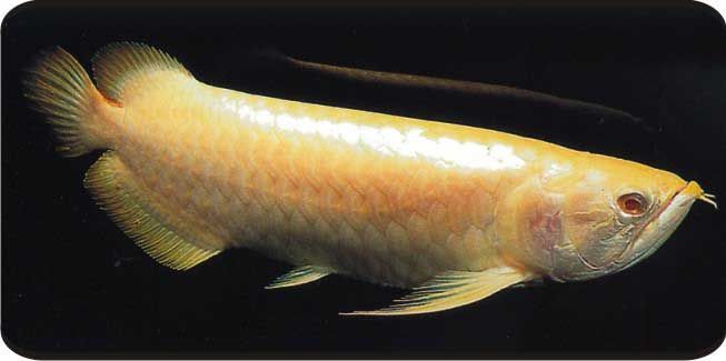 子長龍魚的市場走勢如何，子長龍魚市場走勢如何