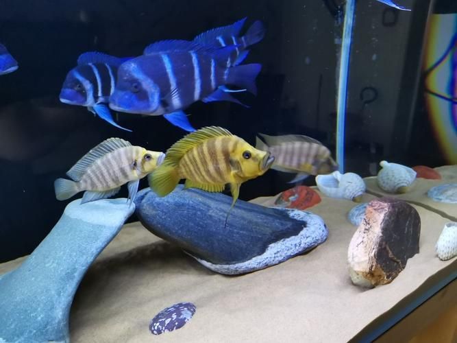 推薦一些適合龍魚的高價值配魚，龍魚配魚攻略