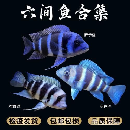 推薦一些適合龍魚的高價值配魚，龍魚配魚攻略