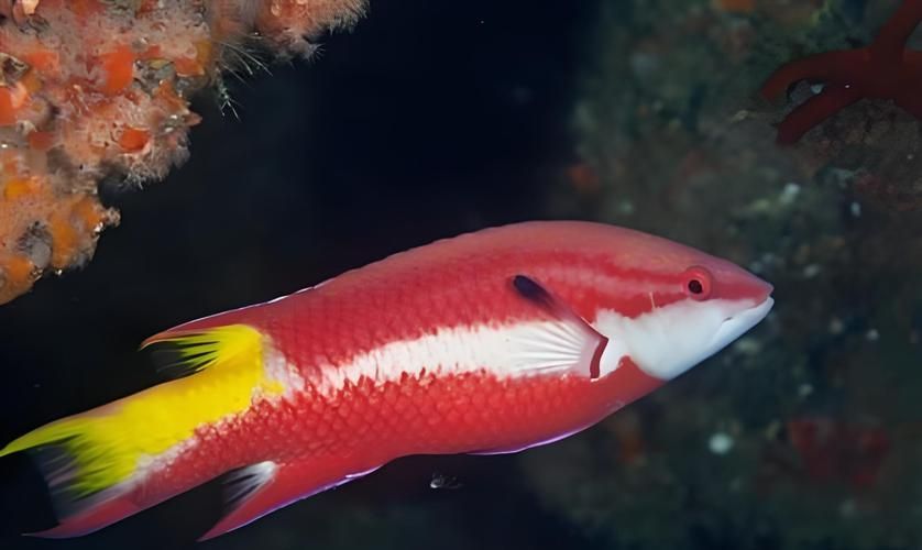推薦一些適合龍魚的高價值配魚，龍魚配魚攻略