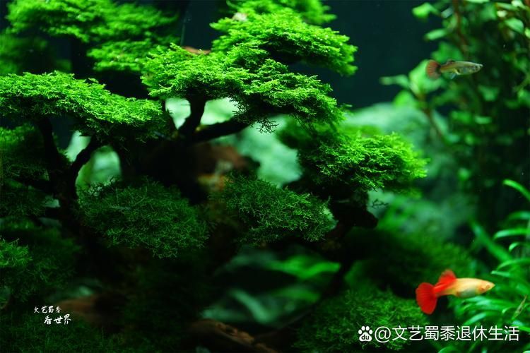 如何選擇適合的橫放缸和豎放缸，如何選擇一個適合的水族缸