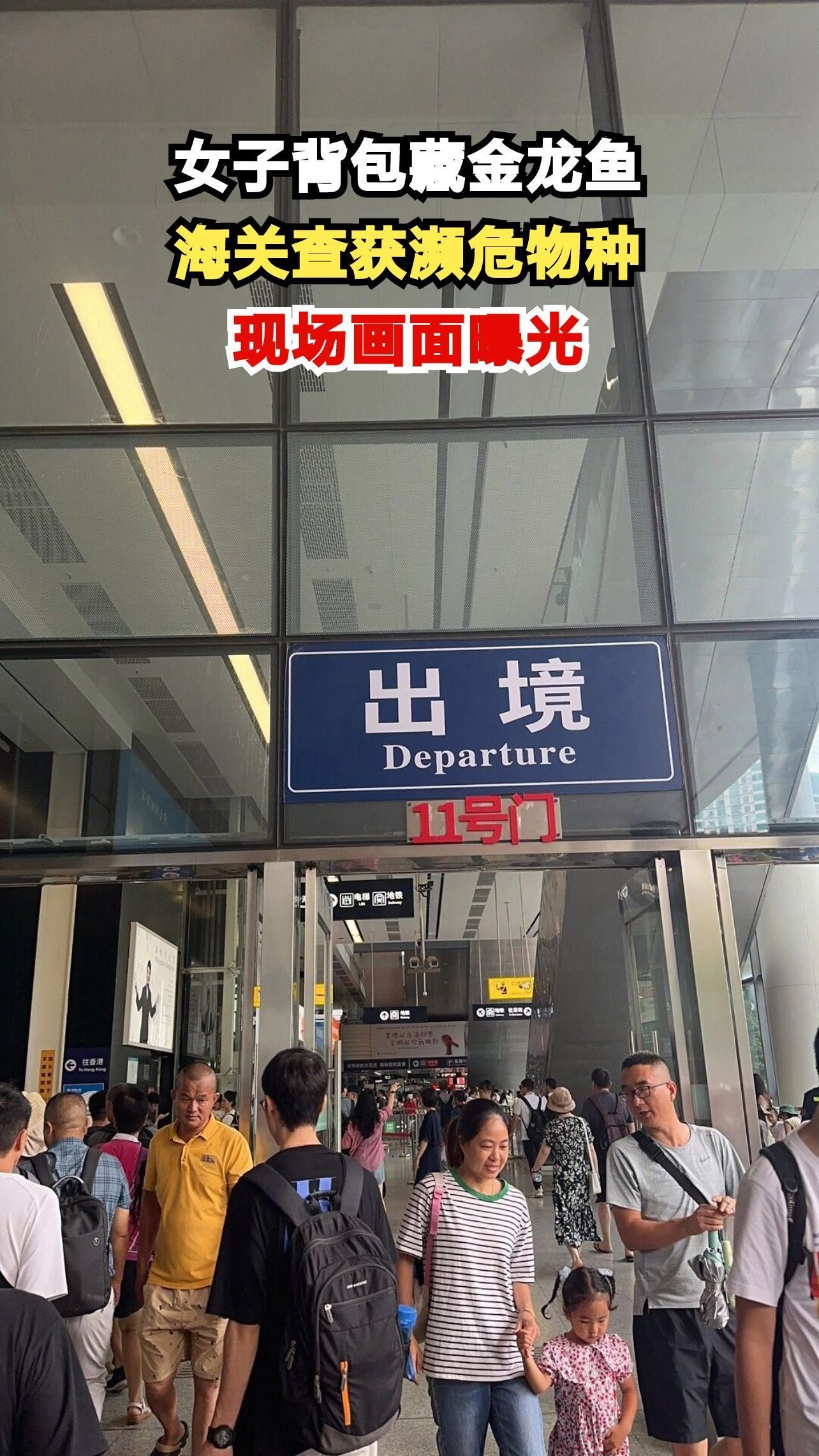 中國海關(guān)如何查獲非法進(jìn)口紅龍魚，中國海關(guān)查獲非法進(jìn)口紅龍魚