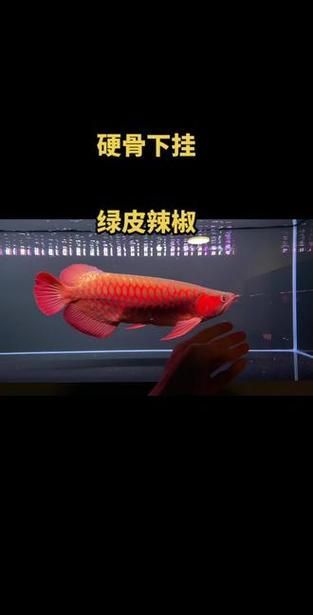 如何鑒別紅龍魚的品系，如何鑒別紅龍魚品系？