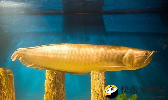 如何搭配星點(diǎn)金龍魚的飲食，如何搭配星點(diǎn)金龍魚（scleropagesformosus）
