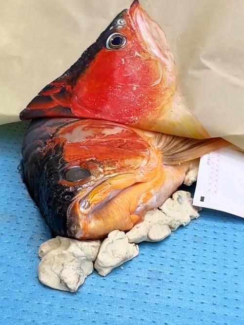 如何判斷福龍魚的品相等級，如何判斷福龍魚的品相