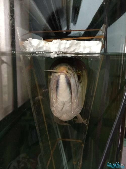 能否提供龍魚傷口愈合的詳細(xì)圖片，龍魚傷口愈合的詳細(xì)圖片描述：龍魚傷口愈合過程的詳細(xì)圖片描述