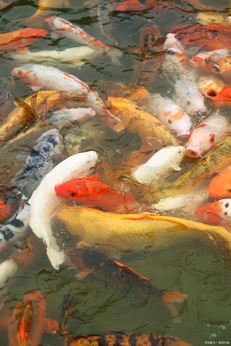 有哪些中藥可以治療魚爛身，中藥治療魚爛身的方法