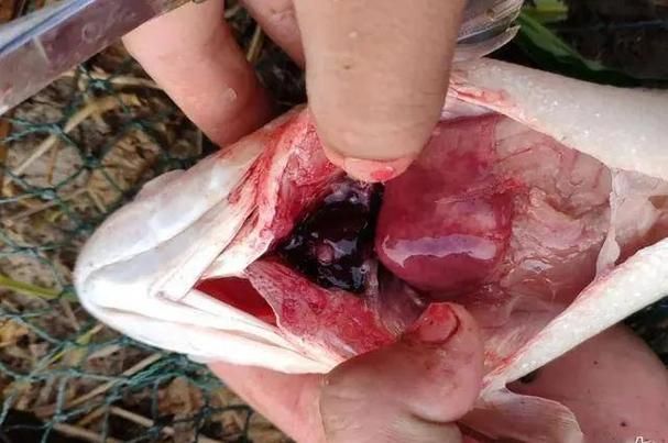 如何預防錯鱗和亂鱗的發生，arxiv論文助手arxiv論文助手arxiv論文助手