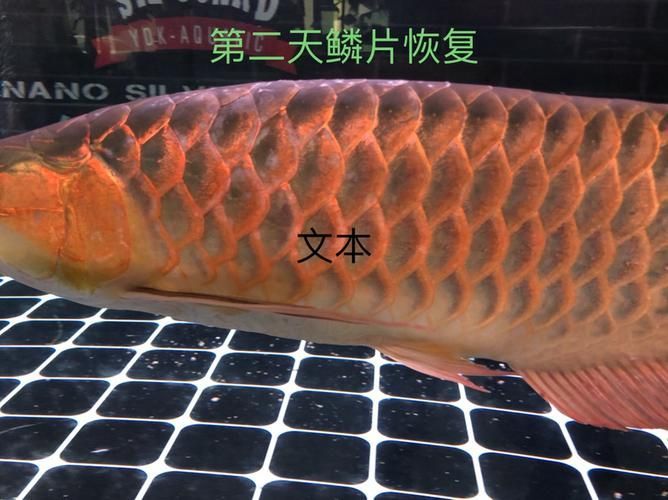 龍魚(yú)炸鱗圖片嚴(yán)重，龍魚(yú)炸鱗嚴(yán)重影響生存質(zhì)量和觀賞價(jià)值，龍魚(yú)炸鱗應(yīng)急處理清單