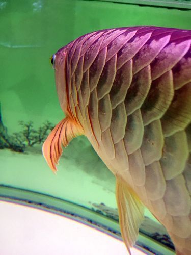 龍魚(yú)炸鱗圖片嚴(yán)重，龍魚(yú)炸鱗嚴(yán)重影響生存質(zhì)量和觀賞價(jià)值，龍魚(yú)炸鱗應(yīng)急處理清單