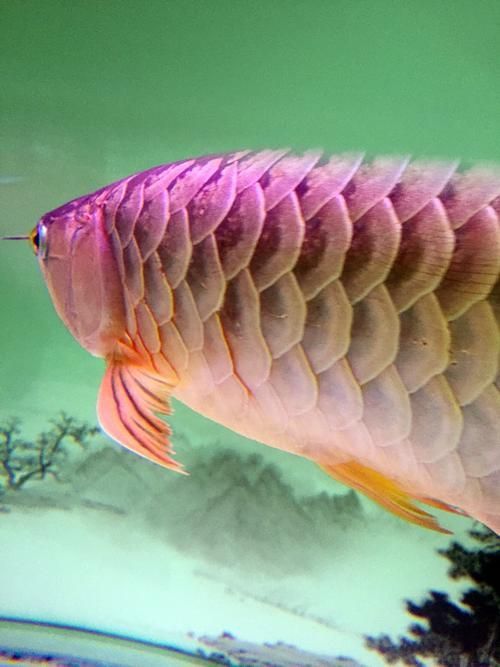 龍魚(yú)炸鱗圖片嚴(yán)重，龍魚(yú)炸鱗嚴(yán)重影響生存質(zhì)量和觀賞價(jià)值，龍魚(yú)炸鱗應(yīng)急處理清單