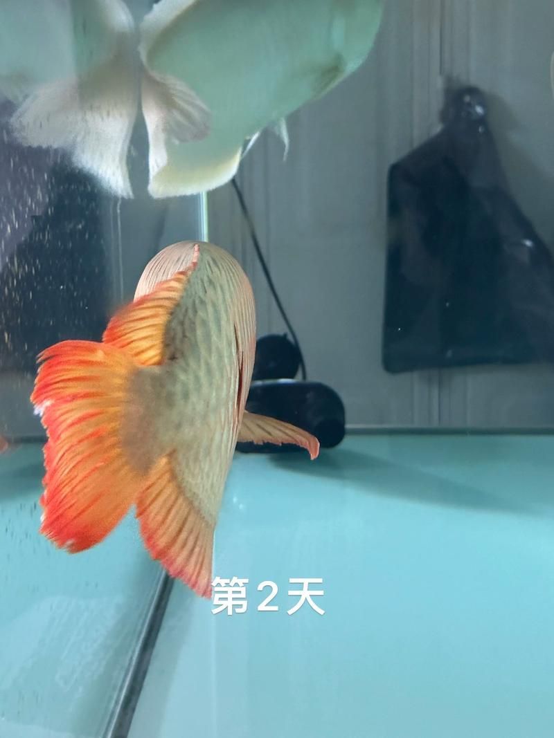 龍魚(yú)炸鱗圖片嚴(yán)重，龍魚(yú)炸鱗嚴(yán)重影響生存質(zhì)量和觀賞價(jià)值，龍魚(yú)炸鱗應(yīng)急處理清單