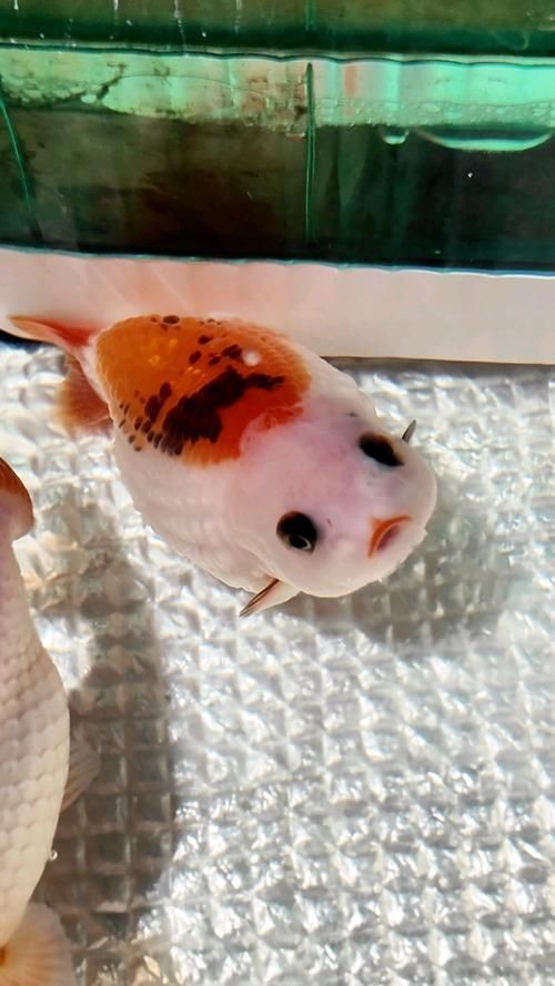 龍魚(yú)炸鱗圖片嚴(yán)重，龍魚(yú)炸鱗嚴(yán)重影響生存質(zhì)量和觀賞價(jià)值，龍魚(yú)炸鱗應(yīng)急處理清單
