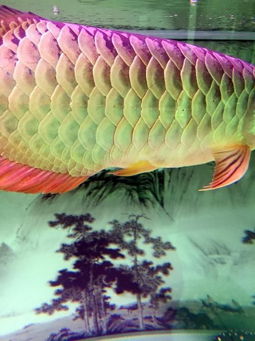 龍魚(yú)炸鱗圖片嚴(yán)重，龍魚(yú)炸鱗嚴(yán)重影響生存質(zhì)量和觀賞價(jià)值，龍魚(yú)炸鱗應(yīng)急處理清單