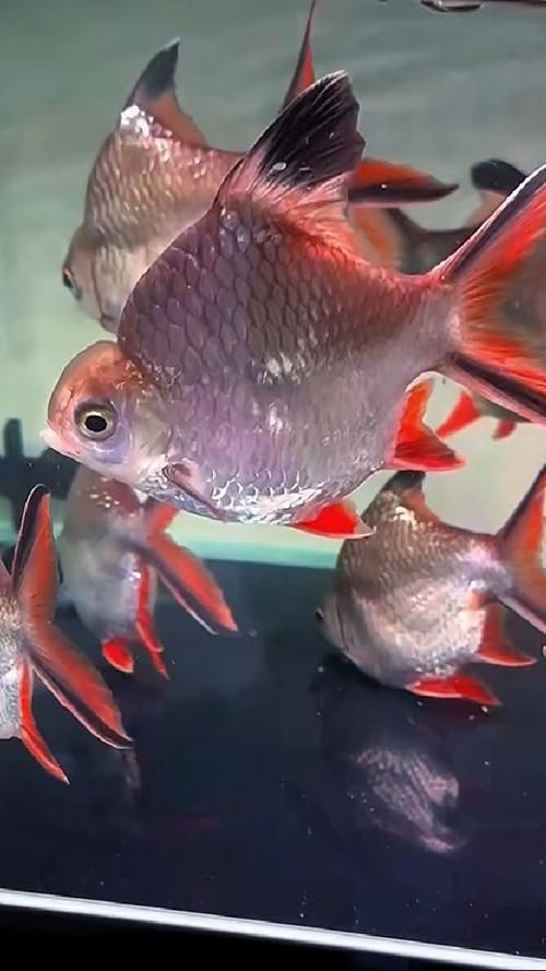 元寶鯽，元寶鯽（carassiusauratus）