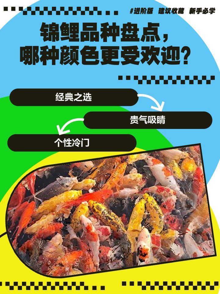 有哪些錦鯉品種值得挑選，如何挑選一只錦鯉？