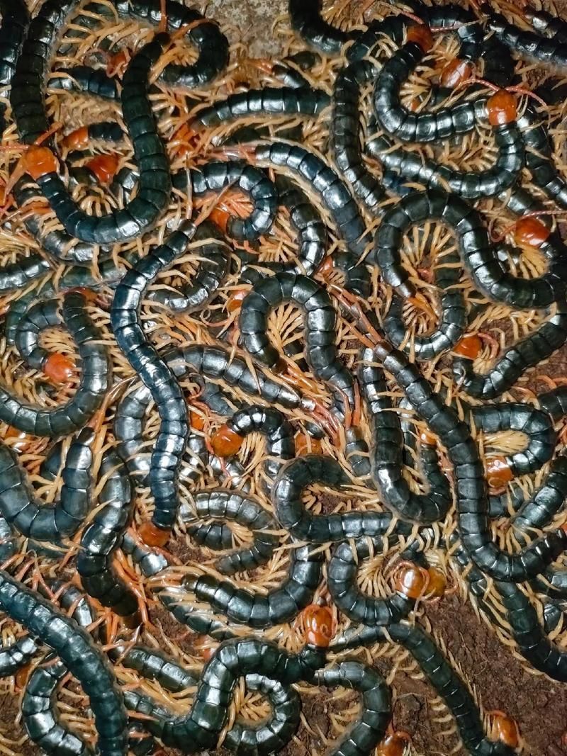 給我推薦一些適合龍魚發色的餌料