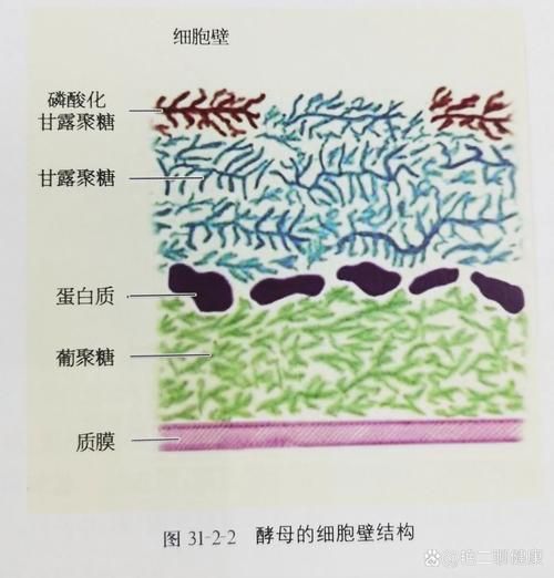 如何區分真菌和細菌的耐藥性，如何區分真菌與細菌的耐藥性