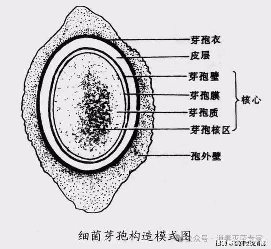 如何區分真菌和細菌的耐藥性，如何區分真菌與細菌的耐藥性