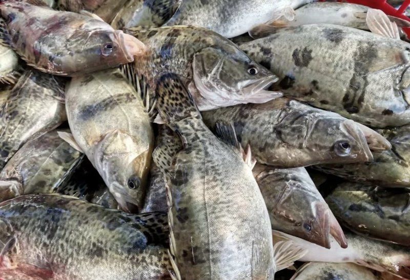 桂魚苗養殖中常見的問題有哪些，桂魚苗養殖中常見的問題