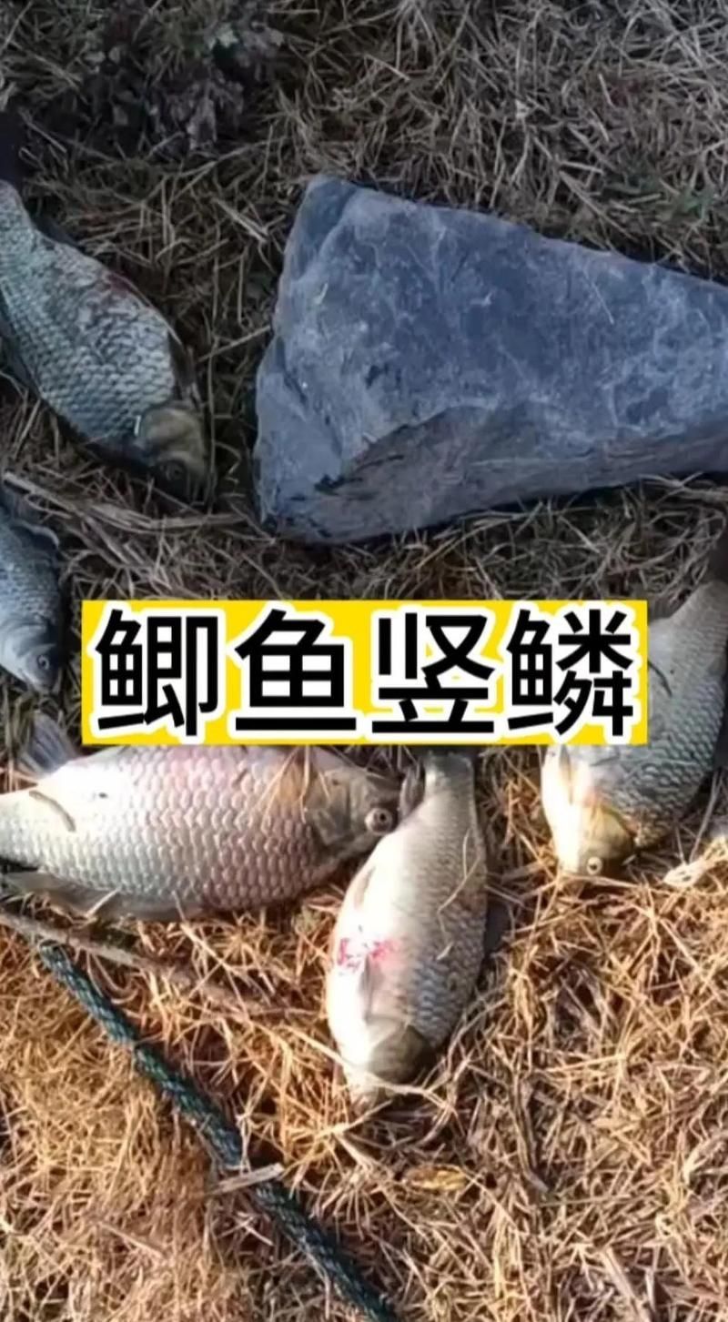 如何早期發現魚豎鱗病，如何早期發現魚豎鱗病，魚豎鱗病處理方法全攻略