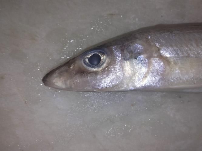 如何區分真假喀麥隆恐龍魚？，如何區分喀麥隆恐龍魚