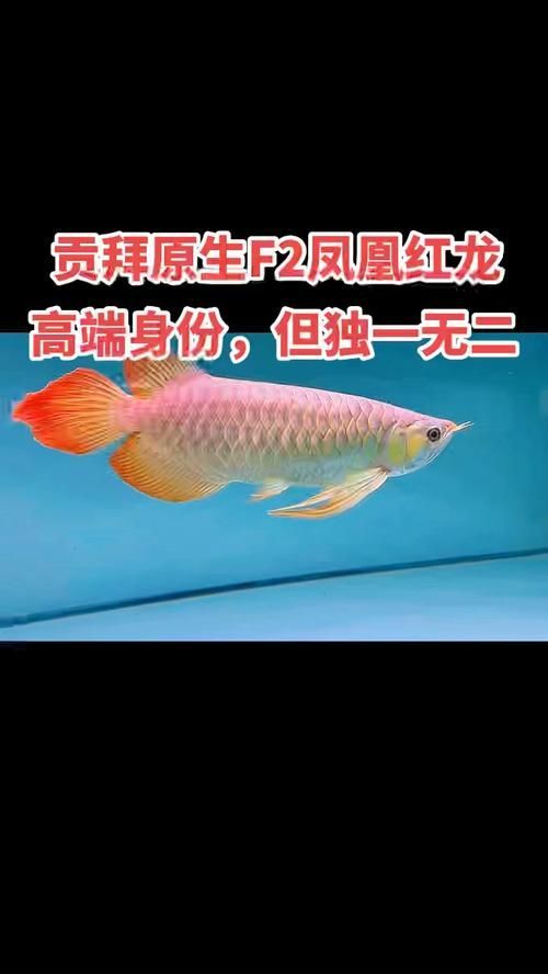 給我一些鳳凰龍魚的養(yǎng)殖技巧