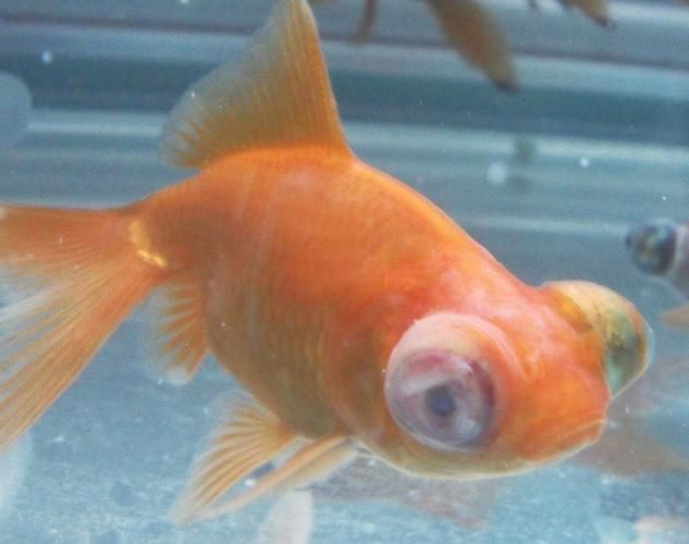 如何判斷觀賞魚眼睛白膜的嚴重程度，ocularpathologyinaquariumfishinaquariumfish