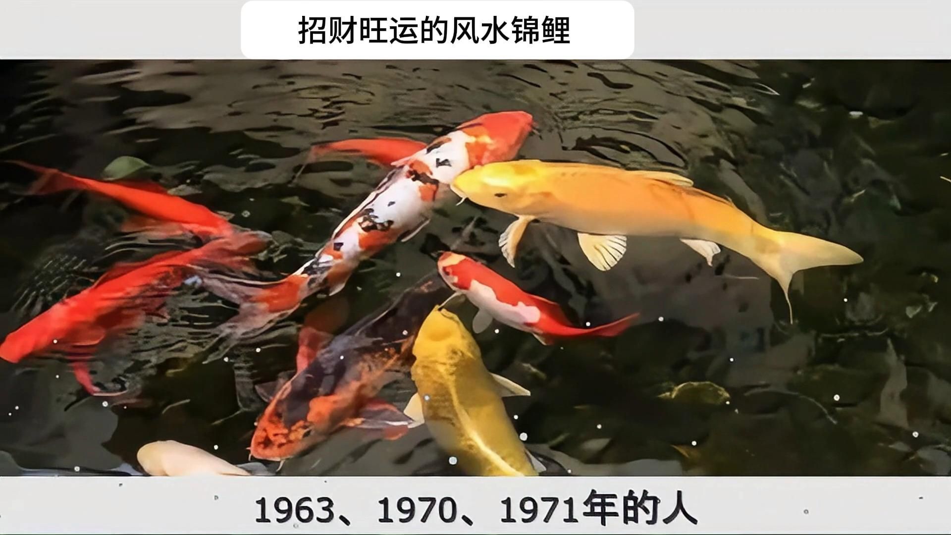 龍魚和錦鯉哪個風水更好？，龍魚和錦鯉哪個風水更好龍魚和錦鯉風水擺放指南