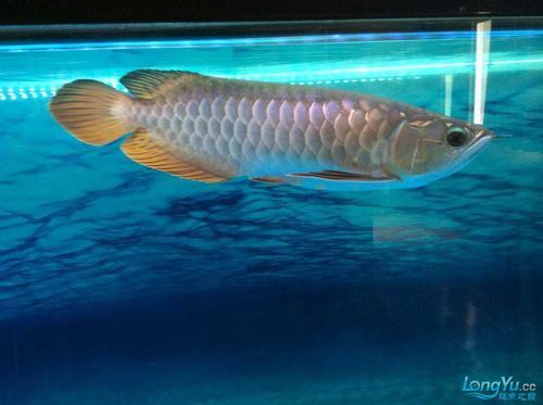如何預防龍魚鱗片再次出現黑斑？，如何預防龍魚鱗片再次出現黑斑
