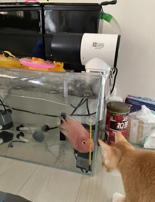 如何訓(xùn)練貓不捕魚，訓(xùn)練貓不捕魚