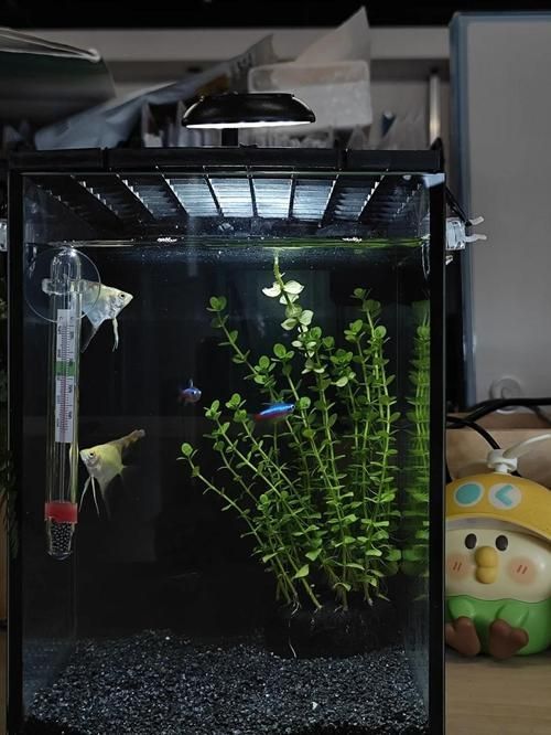 如何訓(xùn)練貓不捕魚，訓(xùn)練貓不捕魚