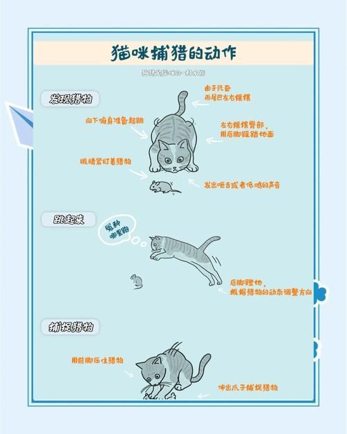 如何訓(xùn)練貓不捕魚，訓(xùn)練貓不捕魚