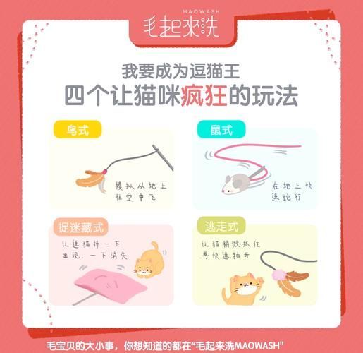 如何訓(xùn)練貓不捕魚，訓(xùn)練貓不捕魚