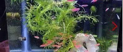 如何訓(xùn)練貓不捕魚，訓(xùn)練貓不捕魚