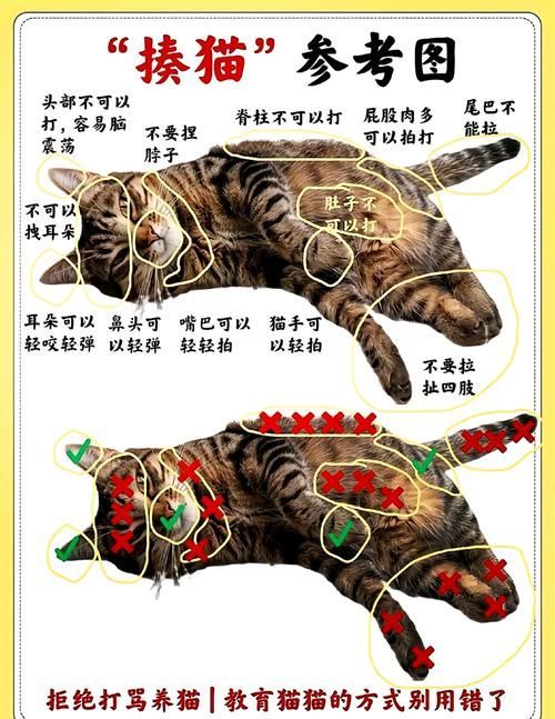 如何訓(xùn)練貓不捕魚，訓(xùn)練貓不捕魚