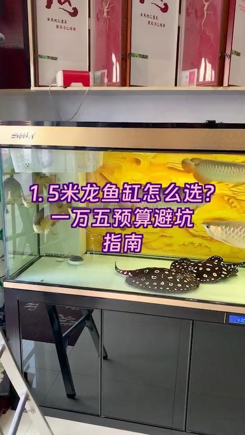 有哪些性價比高的龍魚缸品牌推薦？，高性價比的龍魚缸品牌推薦