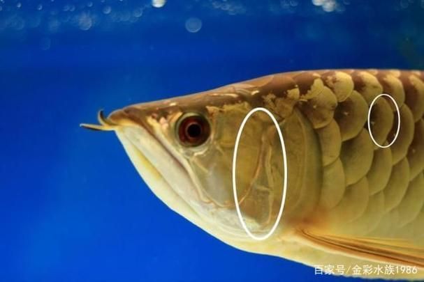 給我一些區分龍魚公母的圖片，區分龍魚公母的圖片描述：區分龍魚公母的區分龍魚公母