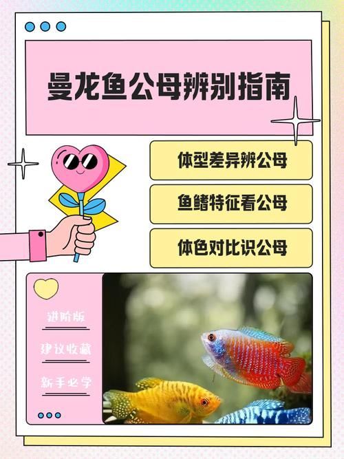 給我一些區分龍魚公母的圖片，區分龍魚公母的圖片描述：區分龍魚公母的區分龍魚公母
