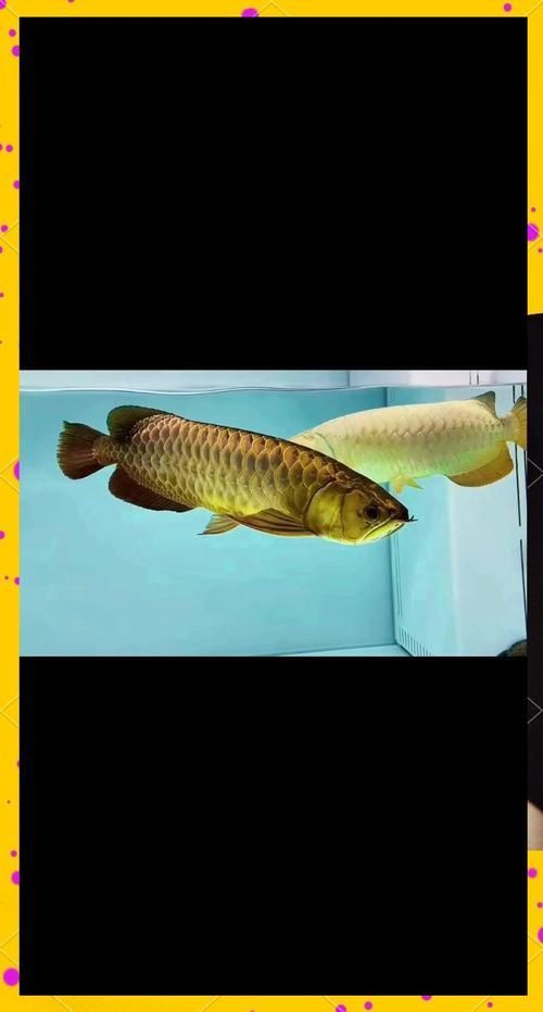 給我一些區分龍魚公母的圖片，區分龍魚公母的圖片描述：區分龍魚公母的區分龍魚公母