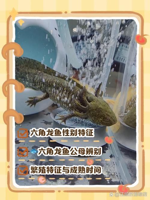 給我一些區分龍魚公母的圖片，區分龍魚公母的圖片描述：區分龍魚公母的區分龍魚公母